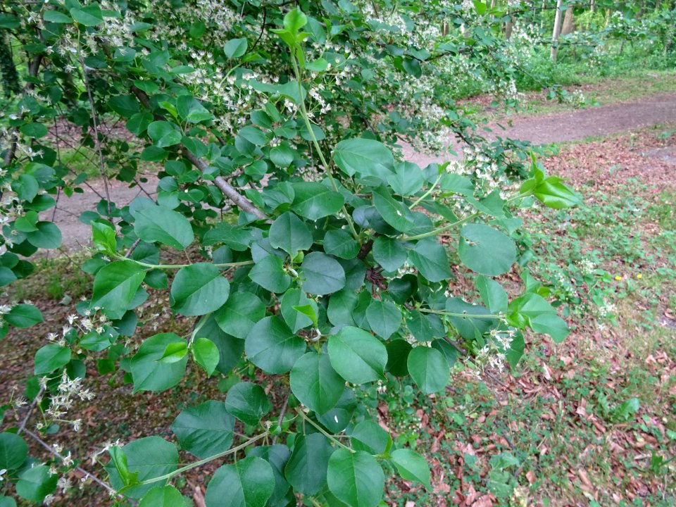 Feuilles à limbe arrondi, terminées en pointe du Cerisier … 