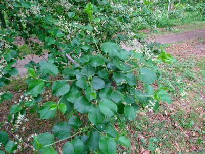 Feuilles à limbe arrondi, terminées en pointe du Cerisier … 