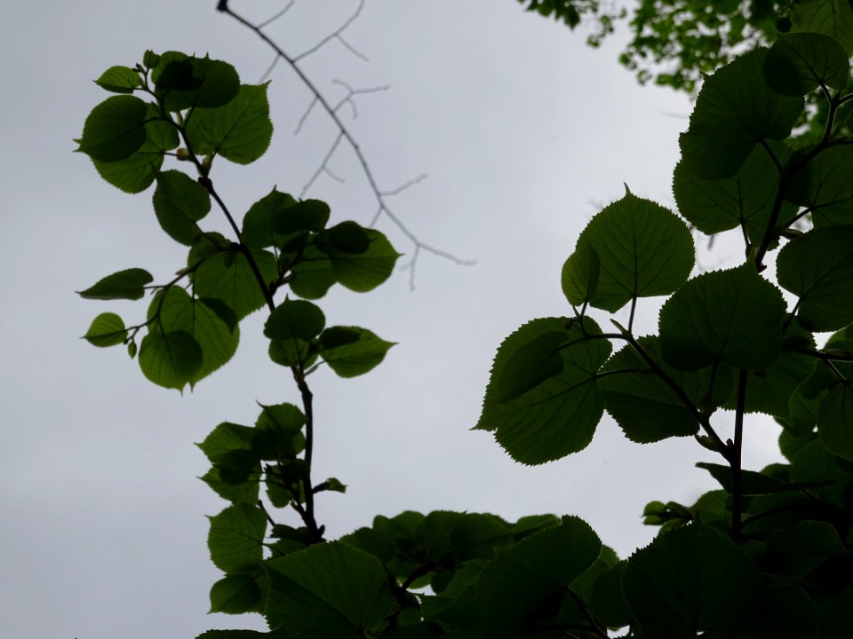 Feuilles vues par en dessous du Tilleul à petites feuilles… 