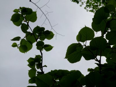 Feuilles vues par en dessous du Tilleul à petites feuilles… 