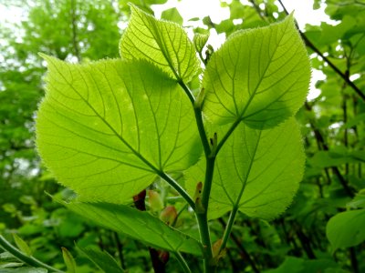 Feuilles vues par en dessous du Tilleul à petites feuilles… 