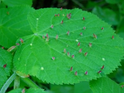 Feuille avec galles (Eriophyes tiliae tiliae) du Tilleul à… 