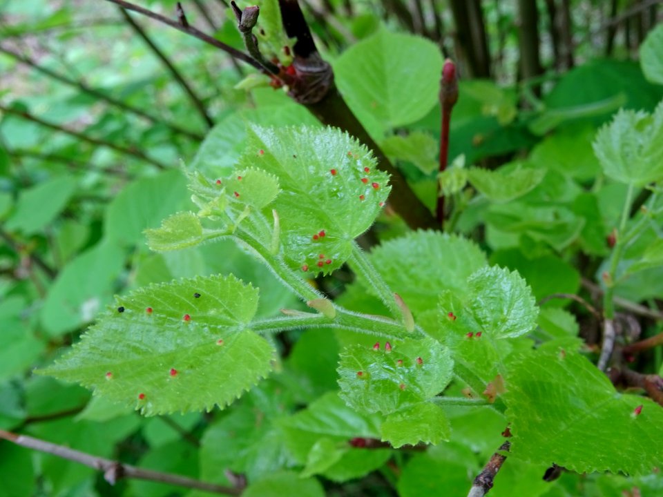 Feuilles avec galles (Eriophyes tiliae tiliae) du Tilleul … 