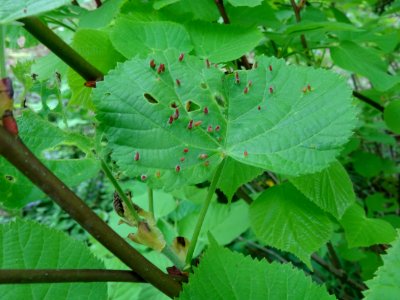 Feuilles avec galles (Eriophyes tiliae tiliae) du Tilleul … 