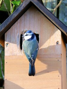 Male bird tit photo