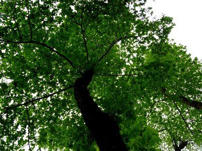 Tronc et feuilles vues par en dessous du Tilleul à petites… 