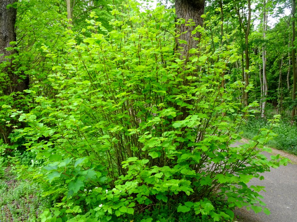 Branches épicormiques à la base du tronc d'un Tilleul à pe… 