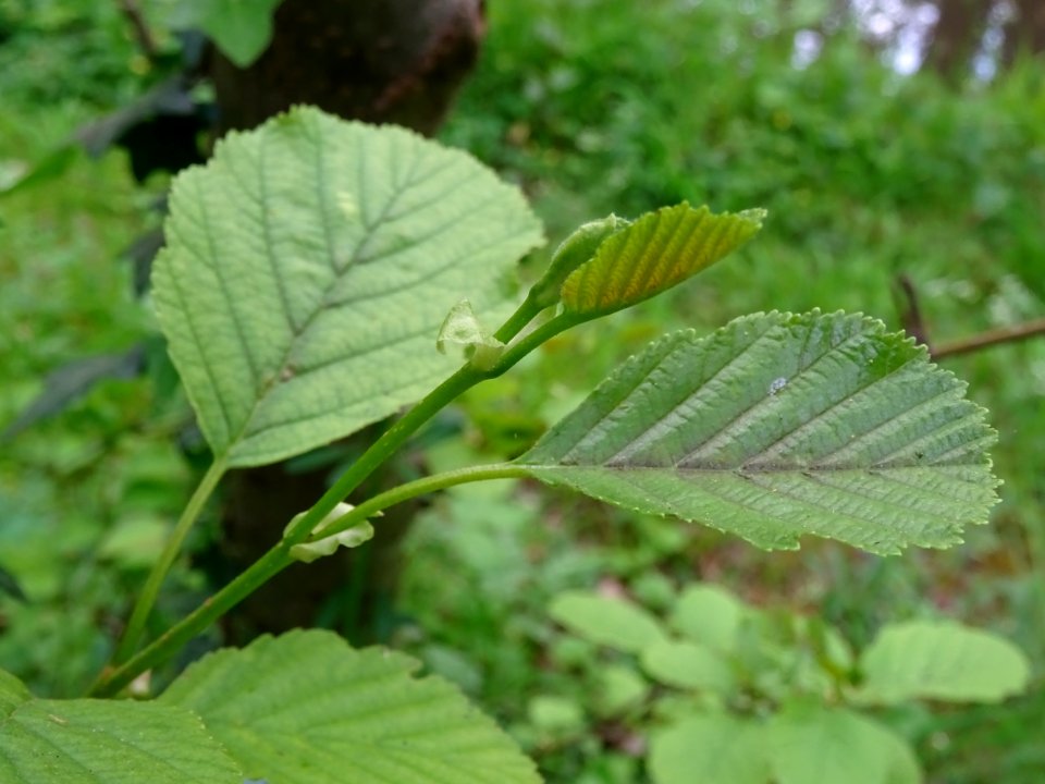 Feuilles de l'Aulne glutineux, Alnus glutinosa, Betulacées… 