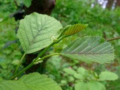 Feuilles de l'Aulne glutineux, Alnus glutinosa, Betulacées… 