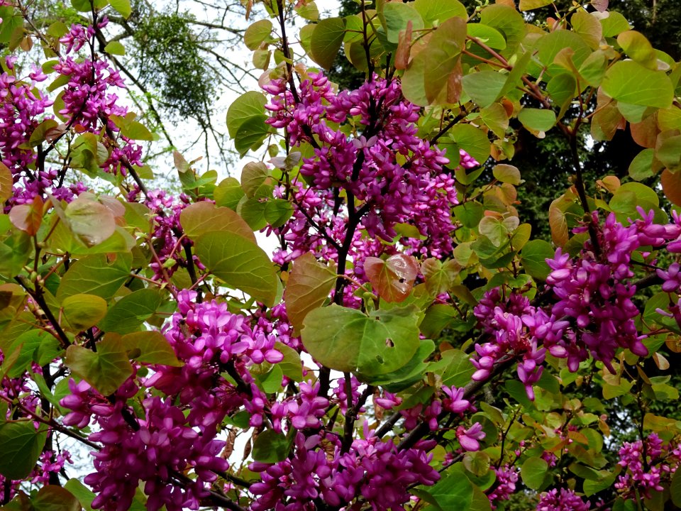 Fleurs et feuilles de l'Arbre de Judée, Cercis siliquastru… 