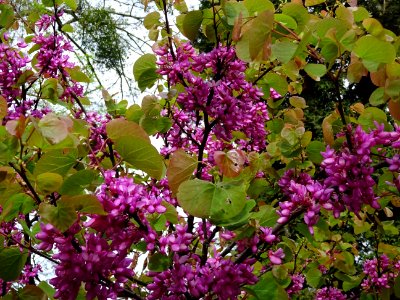 Fleurs et feuilles de l'Arbre de Judée, Cercis siliquastru… 
