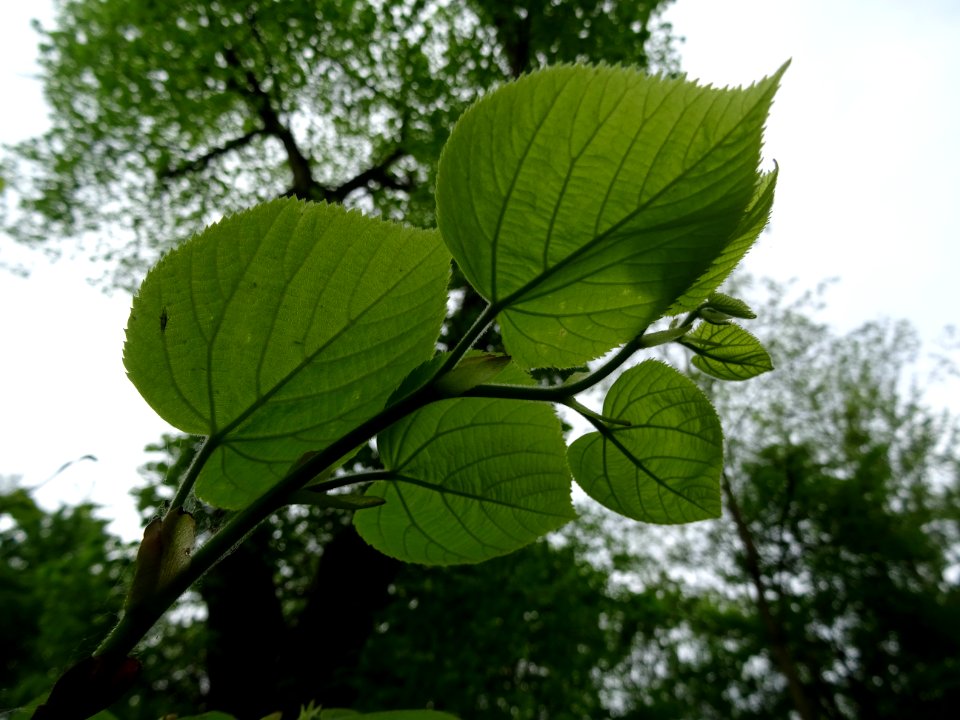 Feuilles vues par en dessous du Tilleul à petites feuilles… 