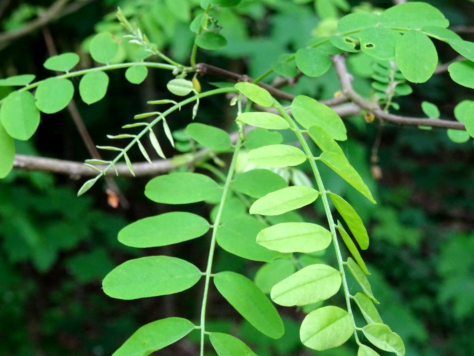 Feuilles du Robinier faux-acacia, Robinia pseudoacacia, Fa… 