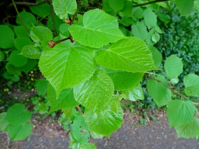 Feuilles du Tilleul à petites feuilles, Tilia cordata, Til… 