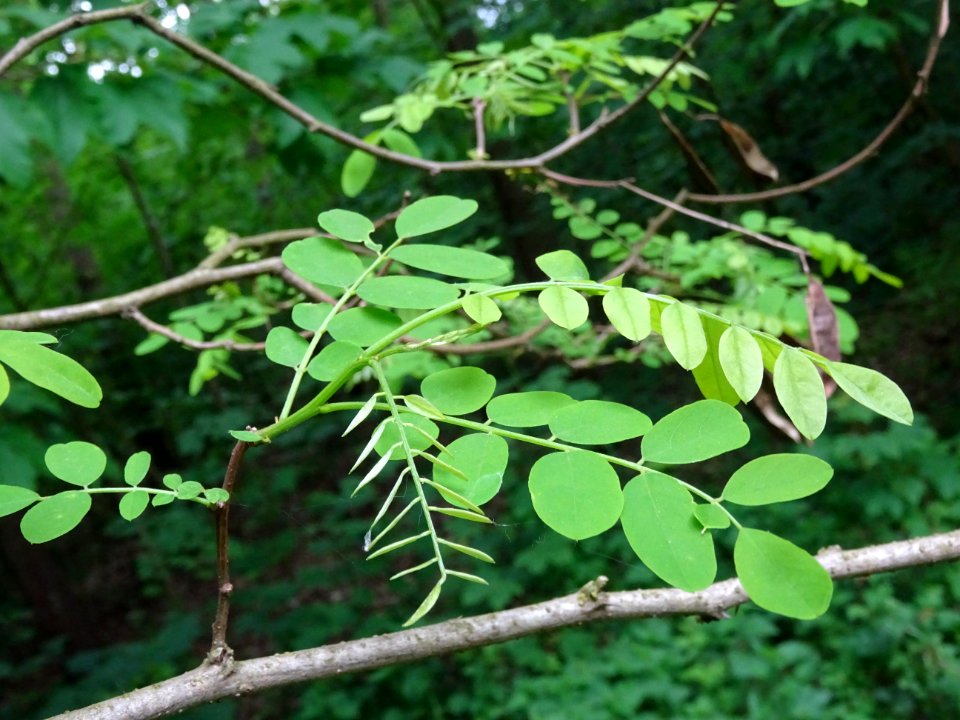 Feuilles du Robinier faux-acacia, Robinia pseudoacacia, Fa… 