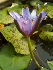 Flowers lotus lake purple lotus