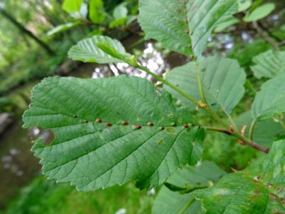 Feuilles de l'Aulne glutineux, Alnus glutinosa, Betulacées… 