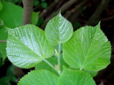 Feuilles du Tilleul à petites feuilles, Tilia cordata, Til… 