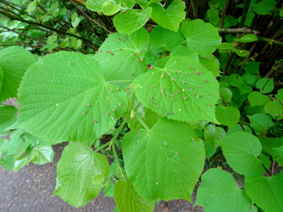 Feuilles avec galles du Tilleul à petites feuilles, Tilia … 