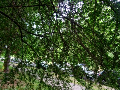 Rameaux tombants du Cerisier de Ste Lucie, Prunus Mahaleb,… 