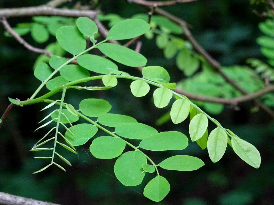 Feuilles du Robinier faux-acacia, Robinia pseudoacacia, Fa… 