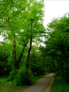 Tilleul à petites feuilles, Tilia cordata, Tiliacées 