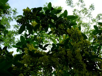 Cytise à grappes, Laburnum anagyroides, Fabacées 
