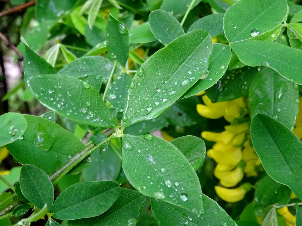 Cytise à grappes, Laburnum anagyroides, Fabacées 