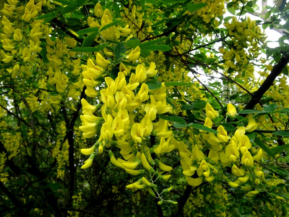 Cytise à grappes, Laburnum anagyroides, Fabacées 