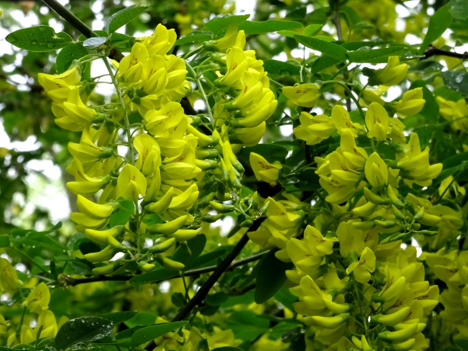 Cytise à grappes, Laburnum anagyroides, Fabacées 