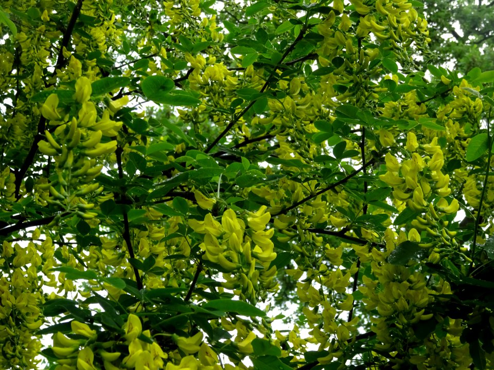 Cytise à grappes, Laburnum anagyroides, Fabacées 