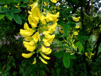Cytise à grappes, Laburnum anagyroides, Fabacées 