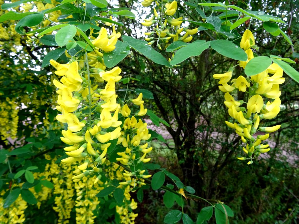 Cytise à grappes, Laburnum anagyroides, Fabacées 
