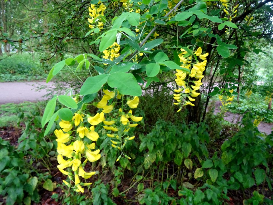 Cytise à grappes, Laburnum anagyroides, Fabacées 