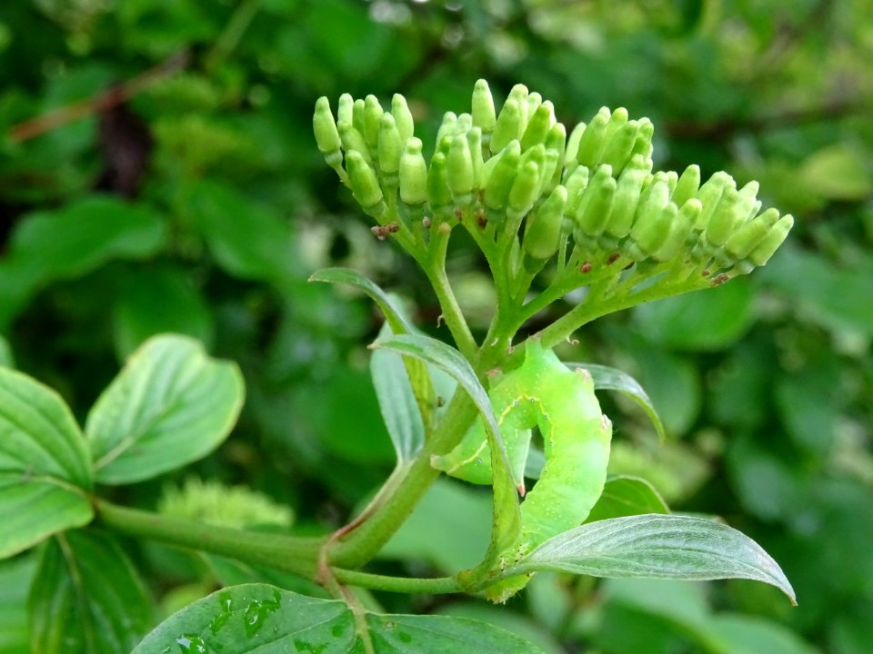 Une chenille verte fluo sur un Cornouiller sanguin, Cornus… 
