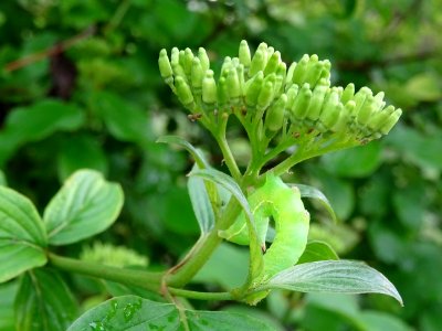 Une chenille verte fluo sur un Cornouiller sanguin, Cornus… 