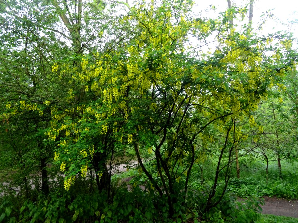 Cytise à grappes, Laburnum anagyroides, Fabacées 