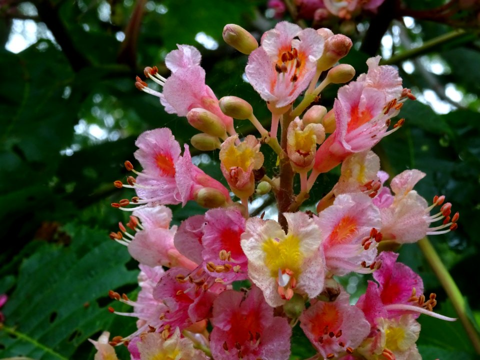 Marronnier à fleurs rouges, Aesculus * carnea, Hippocastan… 