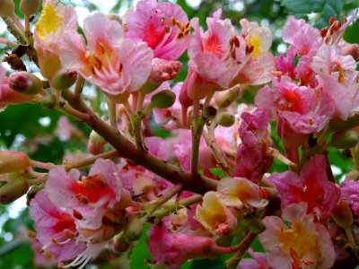 Marronnier à fleurs rouges, Aesculus * carnea, Hippocastan… 