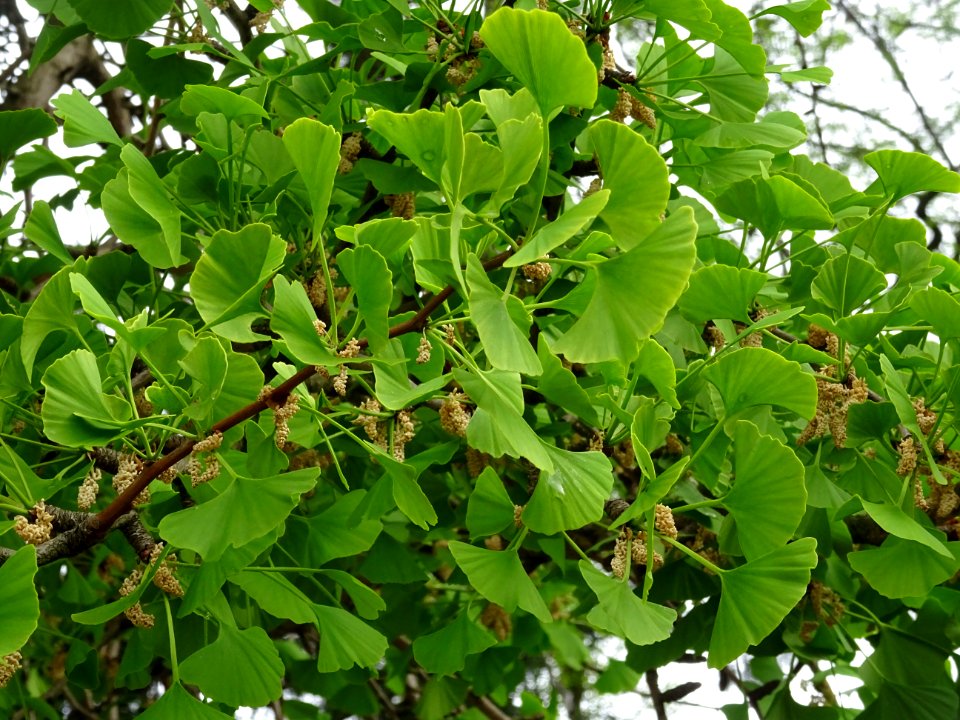 Fleurs mâles et bouquets de feuilles, Ginkgo, Ginkgo bilob… 