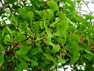 Fleurs mâles et bouquets de feuilles, Ginkgo, Ginkgo bilob… 
