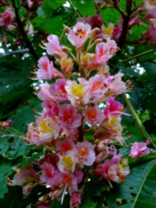 Marronnier à fleurs rouges, Aesculus * carnea, Hippocastan… 