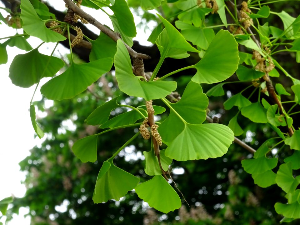 Fleurs mâles et bouquets de feuilles, Ginkgo, Ginkgo bilob… 