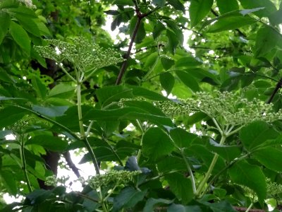 Feuilles et inflorescences corymbiformes du Sureau noir, S… 