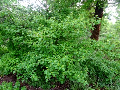 Cornouiller sanguin, Cornus sanguinea, Cornacées 