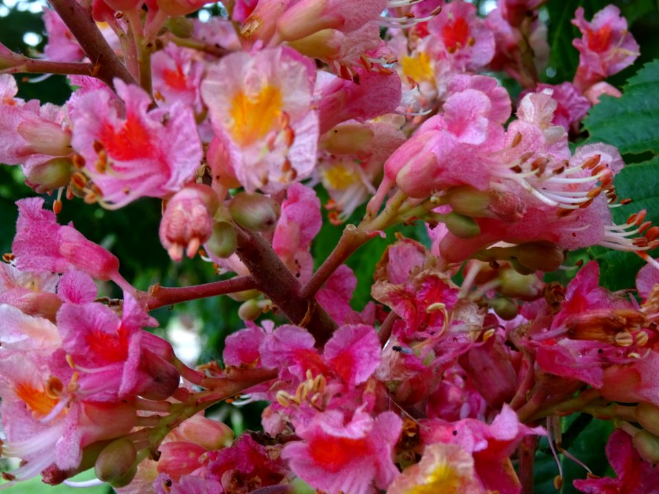 Marronnier à fleurs rouges, Aesculus * carnea, Hippocastan… 