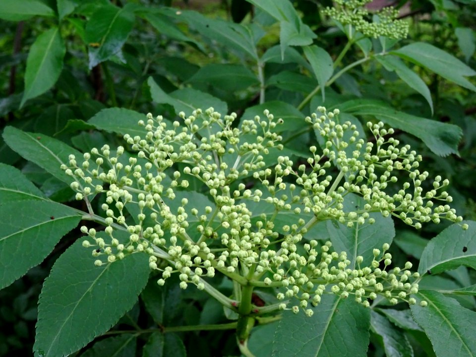 Inflorescence corymbiforme du Sureau noir, Sambucus nigra,… 