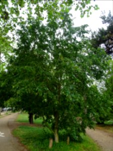 Tilleul de Mongolie ou Tilleul à feuilles de vigne, Tilia … 