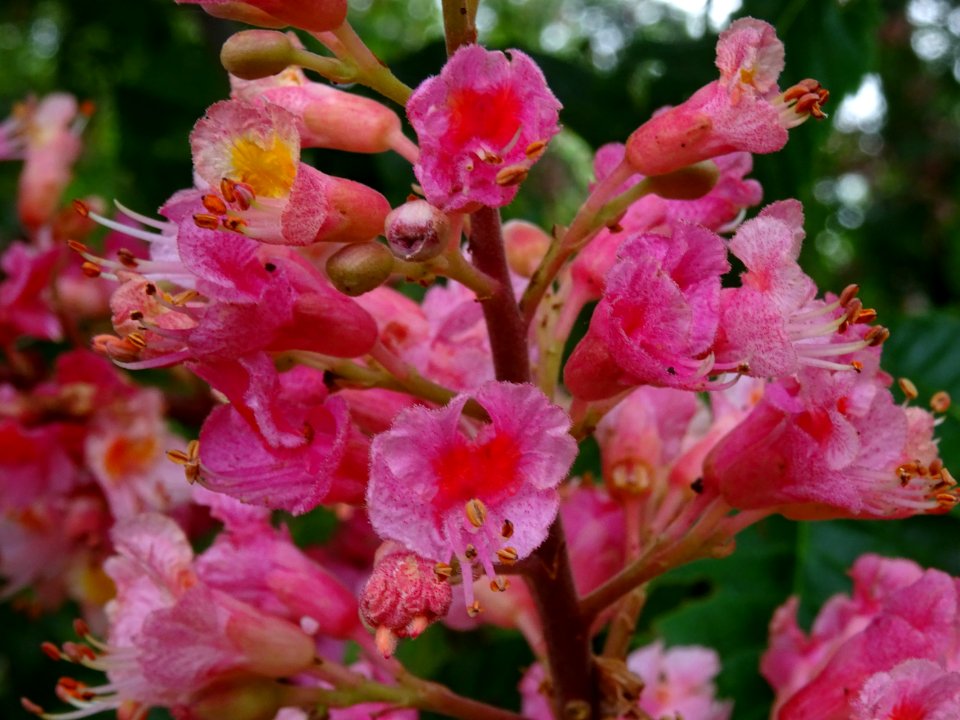 Marronnier à fleurs rouges, Aesculus * carnea, Hippocastan… 