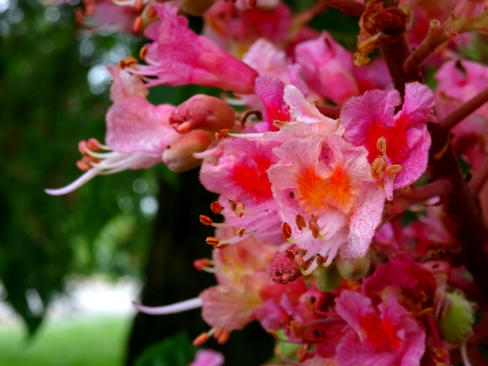 Marronnier à fleurs rouges, Aesculus * carnea, Hippocastan… 